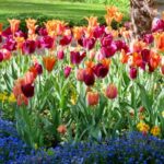 Springtime Amidst the Blooms 4.18 Victoria - 7