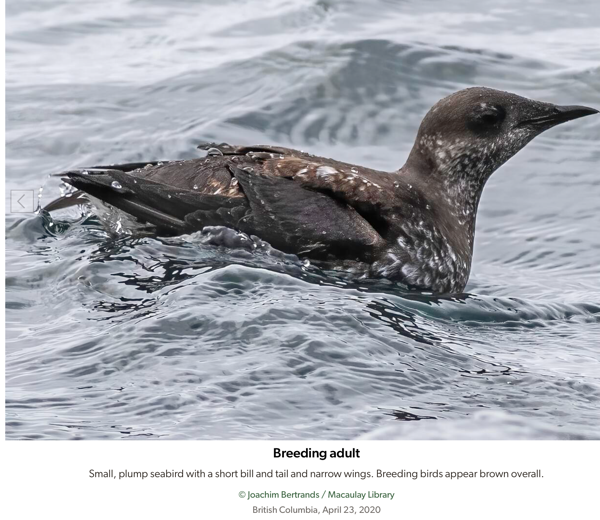 Marbled Murrelet.