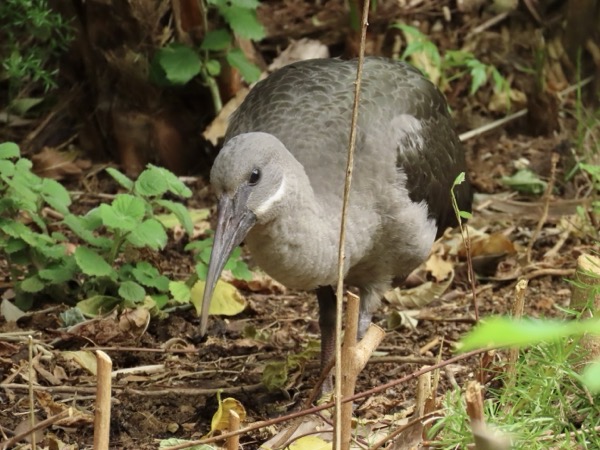 Hadada Ibis 2.