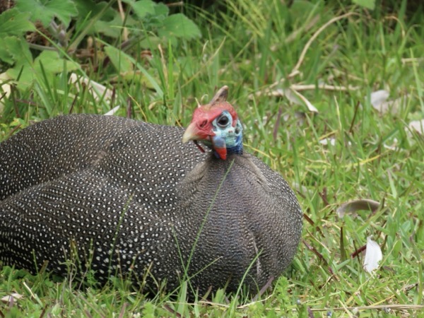 Helmeted Guinea Fowl.