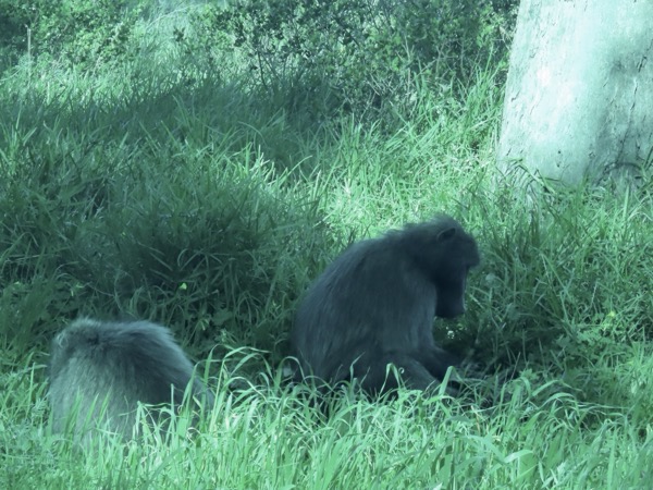 IMG_0487 copy.jpeg IMG_0487 copy.