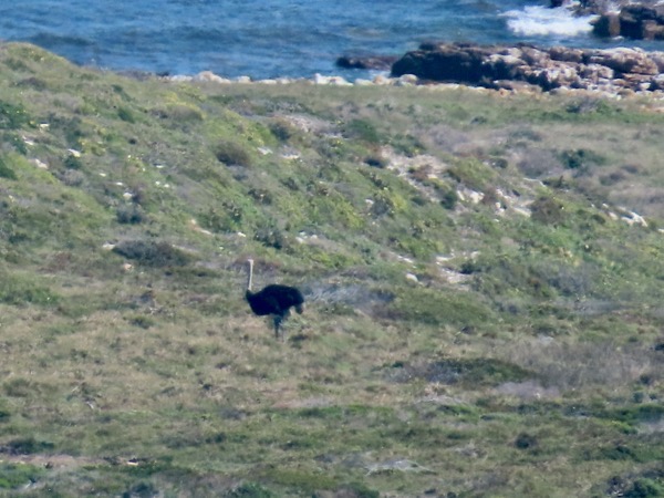 IMG_0607 Ostrich copy.jpeg IMG_0607 Ostrich copy.