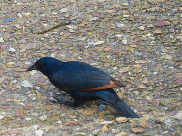IMG_0611 Red-winged Starling copy.jpeg IMG_0611 Red-winged Starling copy.
