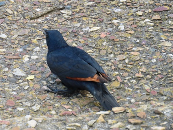 IMG_0612 Red-winged Starling copy.jpeg IMG_0612 Red-winged Starling copy.