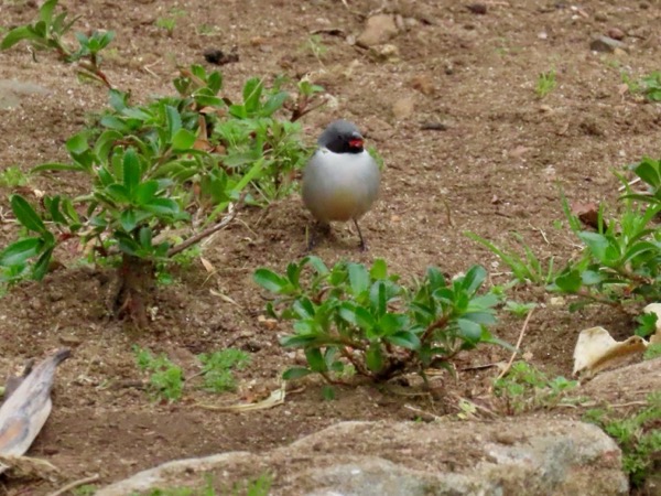Swee Waxbill.