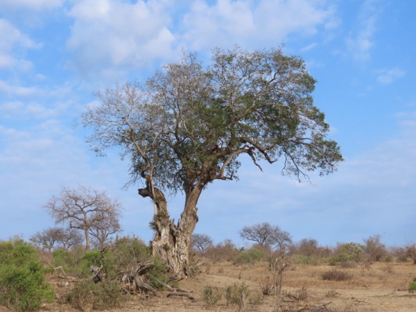 21 marula IMG_6343 copy.