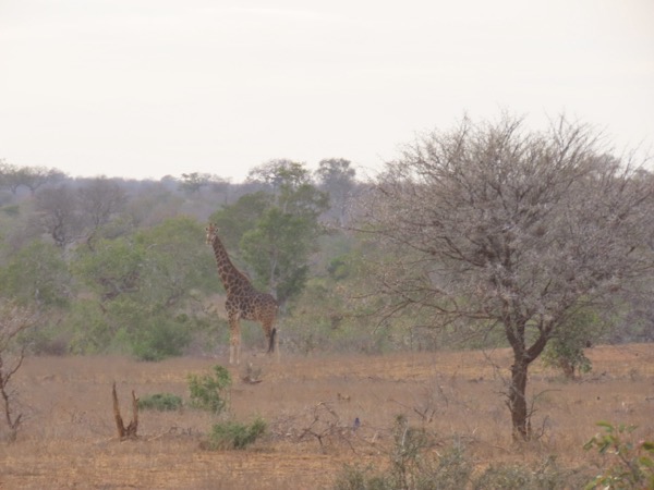9 giraffe IMG_6324 copy.